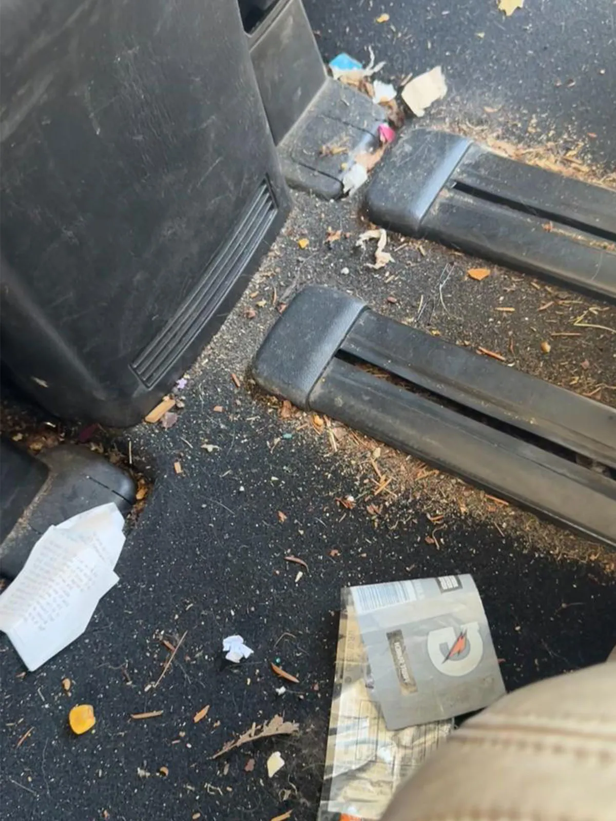 Carpet Pet hair and mud before